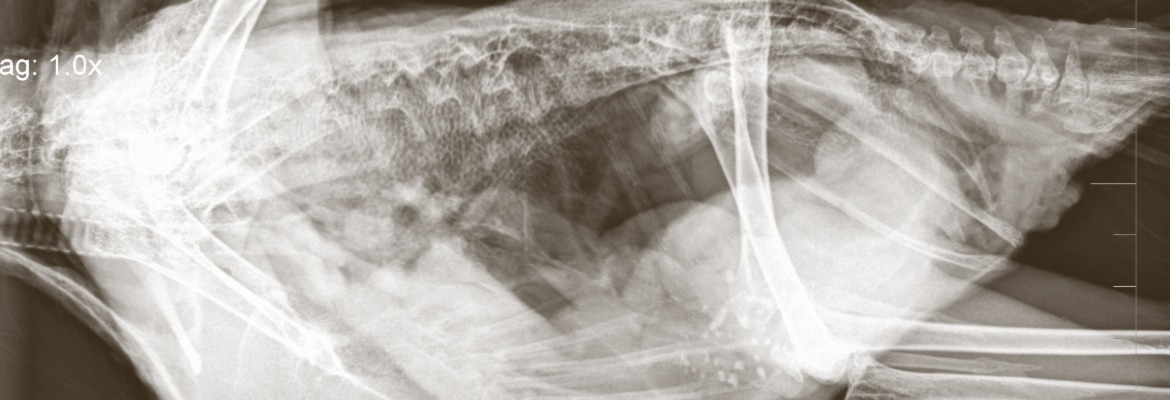 Ankaufsuntersuchung bei Papageien & Sittichen WP