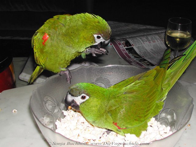 Rotes Palmöl mit Popcorn schmeckt Papageien & Sittichen