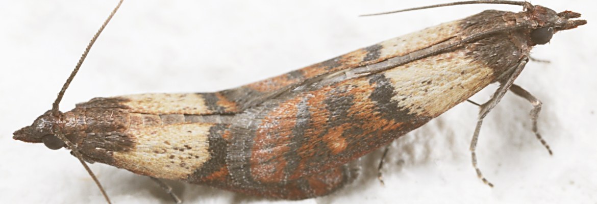 Lebensmittelmotten bei Papageien & Sittichen WP