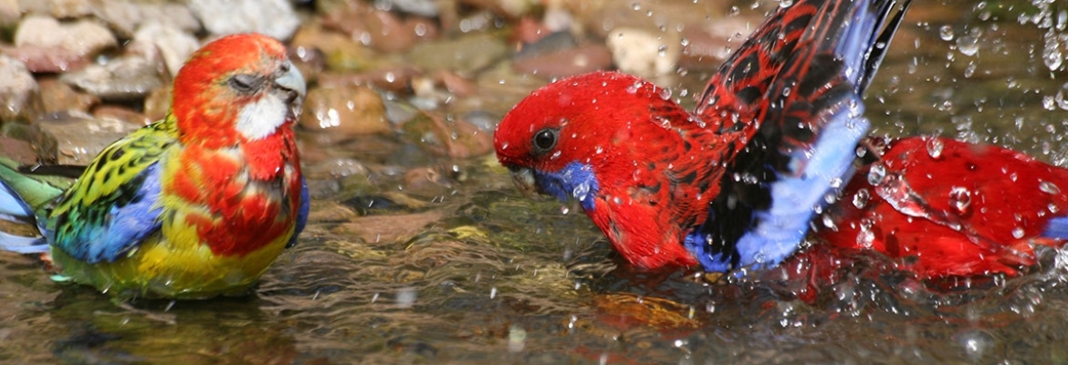 Papageien Badewanne – So macht plantschen deinem Vogel Spaß! Papageien Badewanne – So macht plantschen deinem Vogel Spaß!