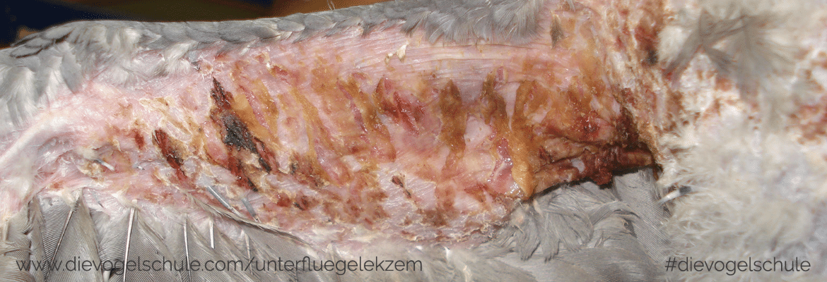 Wiesenkräuter - Frischkost für Papageien und Sittiche Wiesenkräuter - Frischkost für Papageien und Sittiche