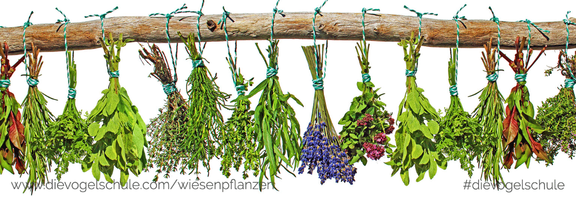 Wiesenkräuter - Frischkost für Papageien und Sittiche