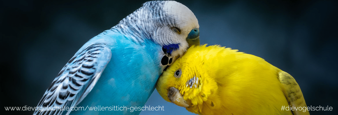 Wellensittich Geschlecht & Krankheiten an der Nase erkennen Wellensittich Geschlecht & Krankheiten an der Nase erkennen