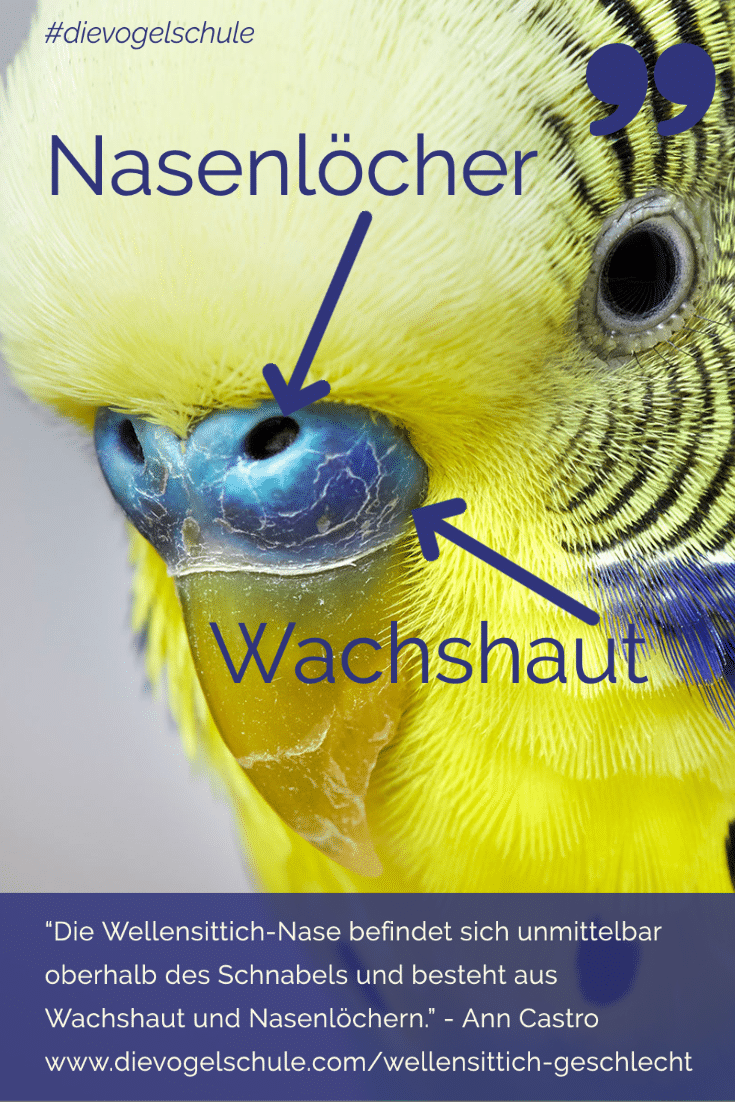 Wellensittich-Geschlecht-Wachshaut P-1 Wellensittich-Geschlecht - Die Nase: Wachshaut und Nasenlöcher