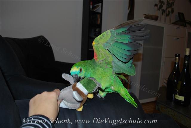 Amazon Aggressionsspiel Papageientraining