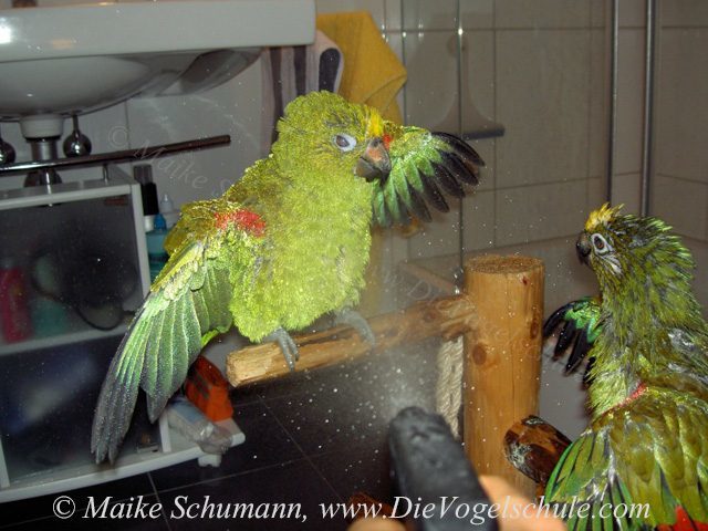 Duschende Amazonen Papageien