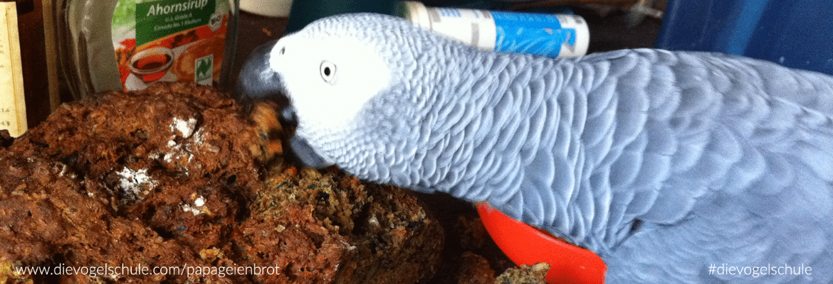 Papageienbrot – gesund & köstlich auch für die Federlosen Papageienbrot – gesund & köstlich auch für die Federlosen