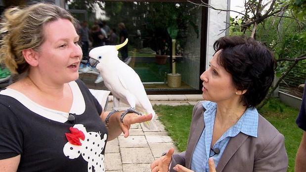 drei engel für Tiere Kakadu drei engel für Tiere Kakadu