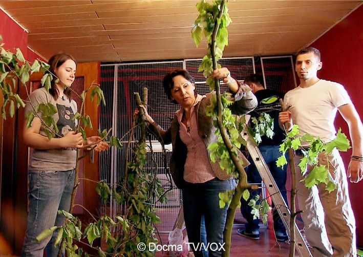 Schreiende Amazonen | 3 Engel für Tiere | Papageien-Voliere Dekorieren Schreiende Amazonen | 3 Engel für Tiere | Papageien-Voliere Dekorieren