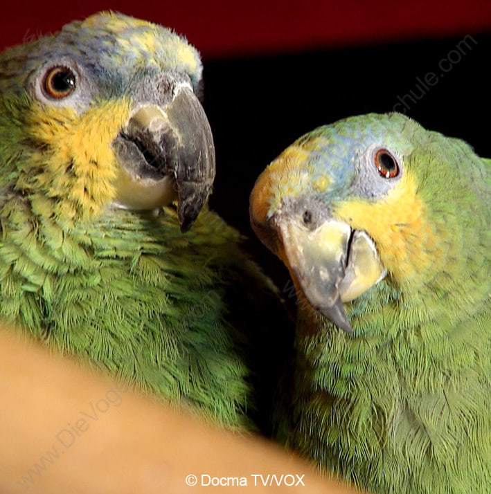 Schreiende Amazonen Schreiende Amazonen