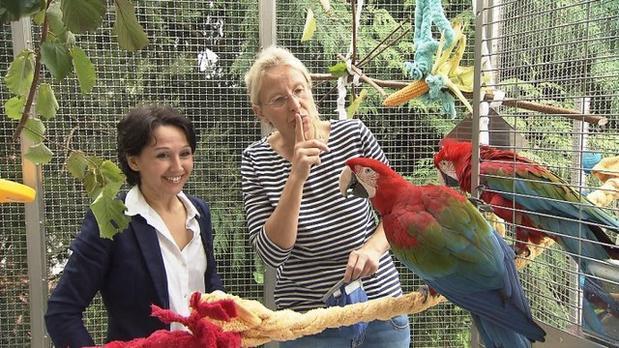 Drei Engel für Tiere - bissige Ara Papageien - Ann Castro Drei Engel für Tiere - bissige Ara Papageien - Ann Castro