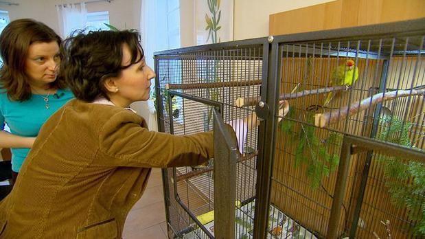 Ziegensittiche zähmen - drei Engel für Tiere - Ann Castro Ziegensittiche zähmen - drei Engel für Tiere - Ann Castro