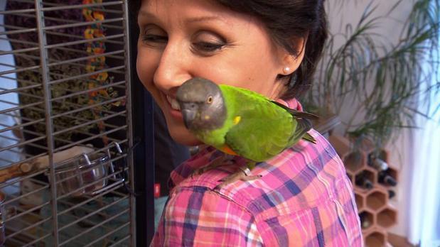 3 Engel für Tiere Mohrenkopfpapageien 3 Engel für Tiere Mohrenkopfpapageien