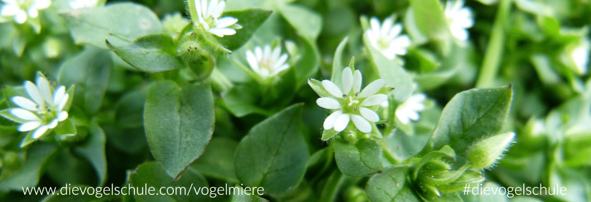 Vogelmiere | Tolles Futter für Papageien & Sittiche