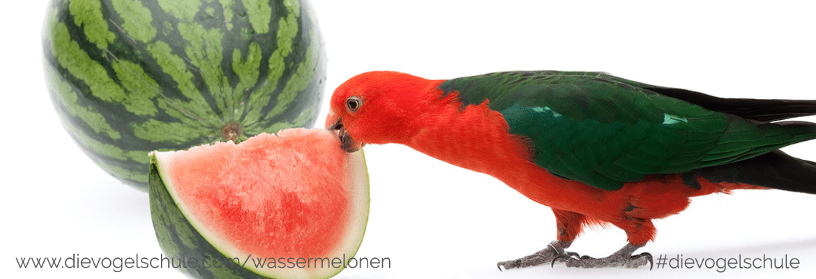 Wiesenkräuter - Frischkost für Papageien und Sittiche Wiesenkräuter - Frischkost für Papageien und Sittiche