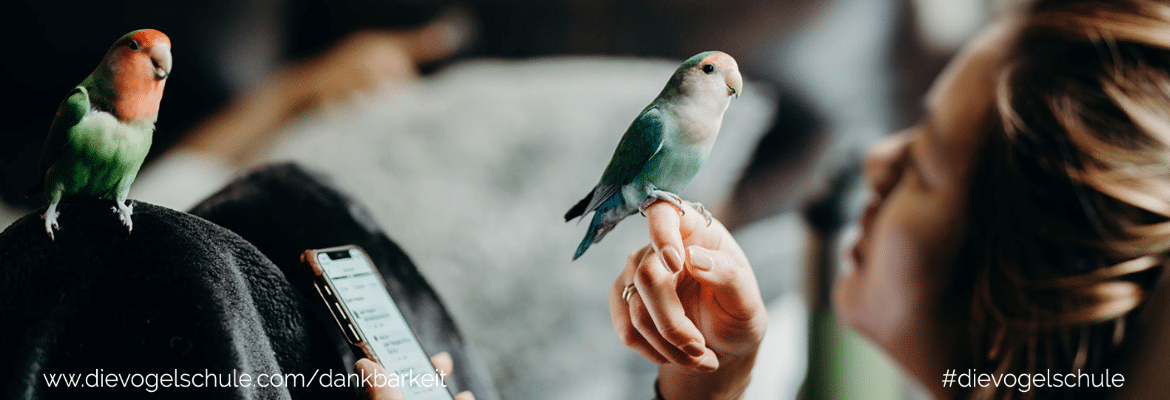 Wiesenkräuter - Frischkost für Papageien und Sittiche Wiesenkräuter - Frischkost für Papageien und Sittiche