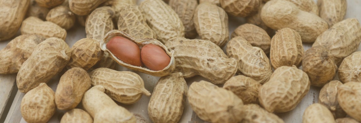 Aspergillose bei Papageien & Sittichen durch Erdnüsse WP