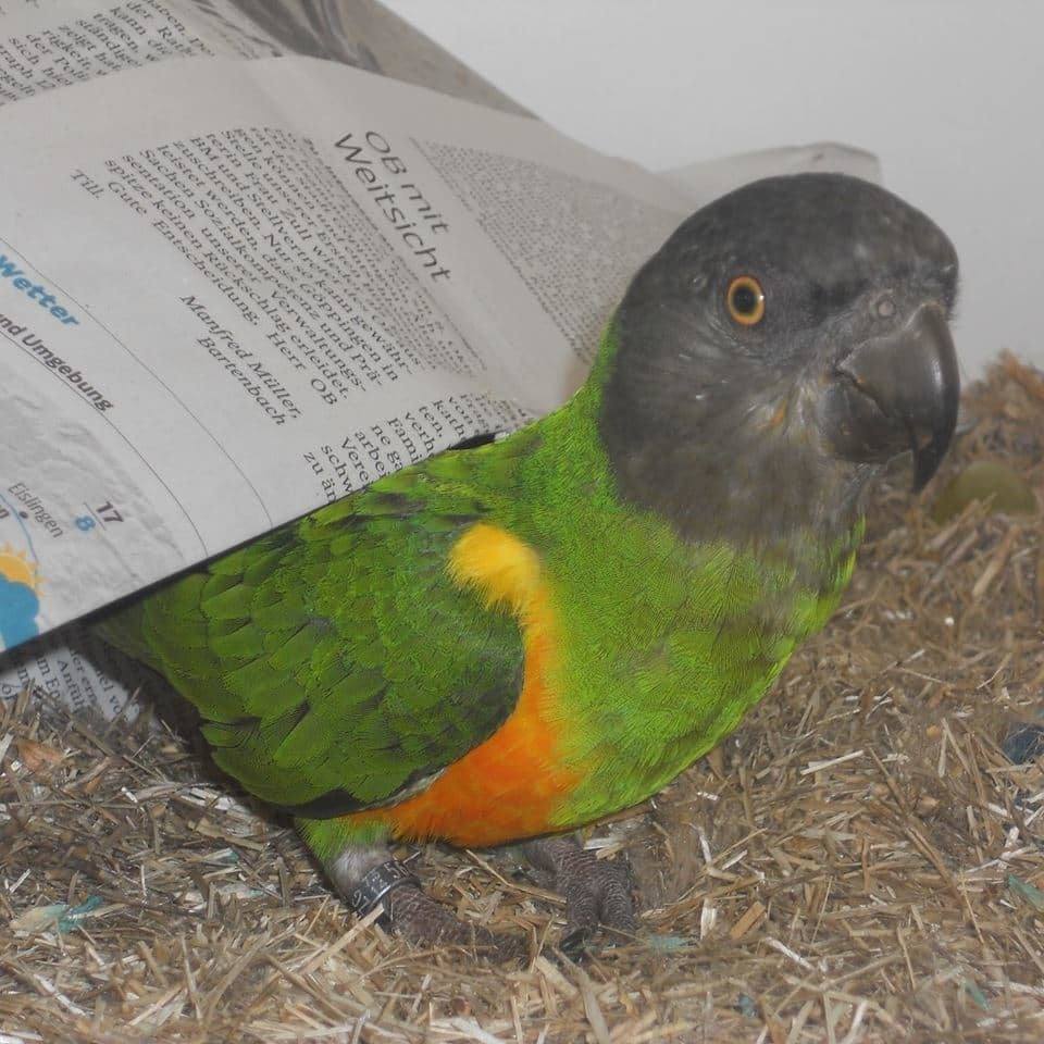 Mohrenkopfpapageien kaufen - Coco