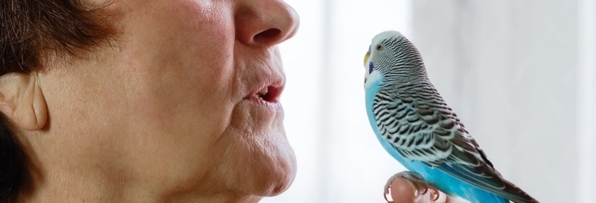 Sprechen mit Papagei & Sittich – so hört er zu! Sprechen mit Papagei & Sittich – so hört er zu!