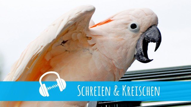 Schreiende Papageien - Workshop