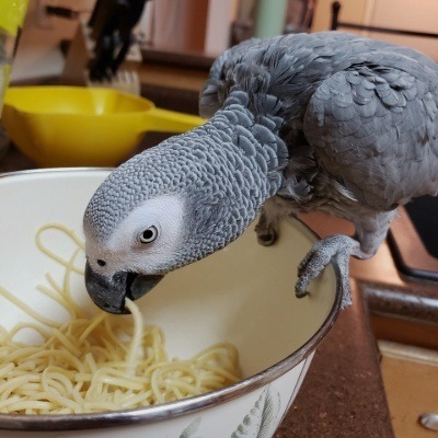 African Grey
