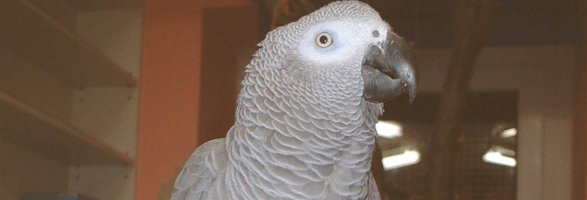 Graupapagei kaufen Graupapagei kaufen