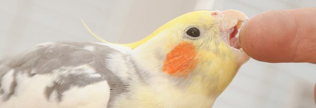 aggressiv - Nymphensittich