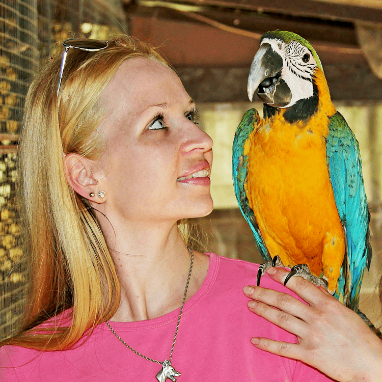 Papageientraining mit Ara Papageientraining mit Ara
