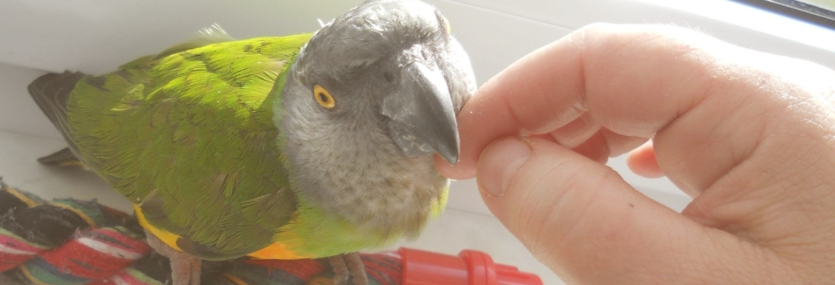 Mohrenkopfpapageien kaufen Mohrenkopfpapageien kaufen