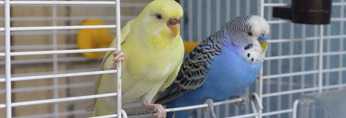 Die wichtigsten 8 Punkte für einen guten Sittich- & Papageien-Käfig