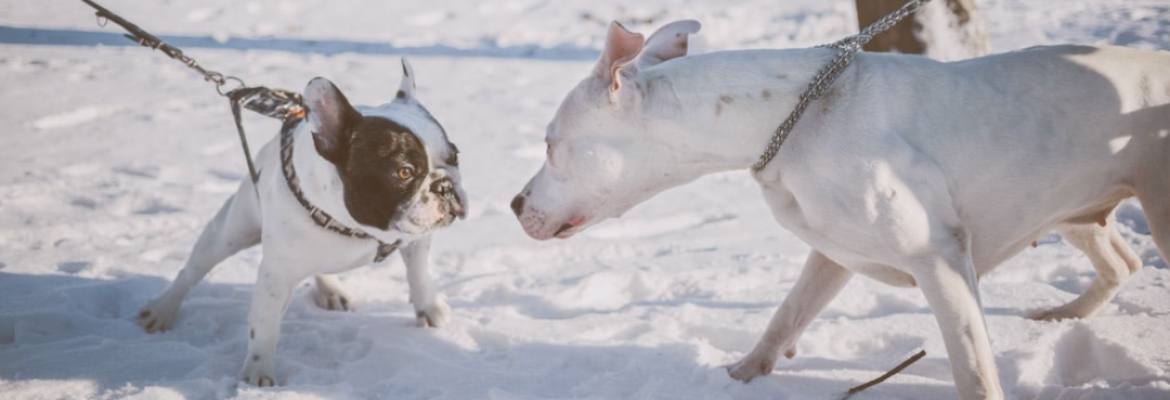 Hunde im Schnee - Papageientraining vs. Hundetraining
