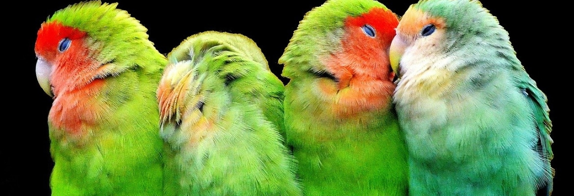 Vergesellschaftung - Agaporniden Unzertrennliche Vergesellschaftung - Agaporniden Unzertrennliche