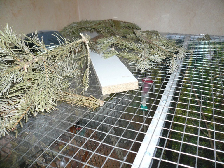 Inhalierkäfig für Papageien Bild 10