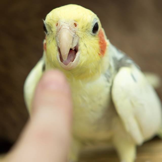 Nymphensittich beisst