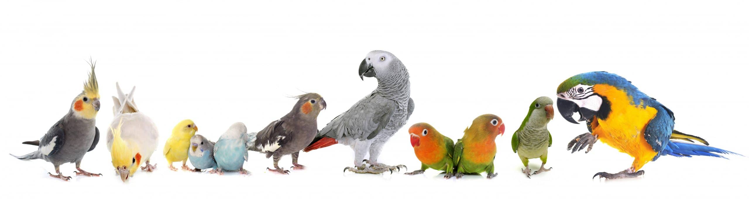 Grupper verschiedener Papageien & Sittiche Grupper verschiedener Papageien & Sittiche
