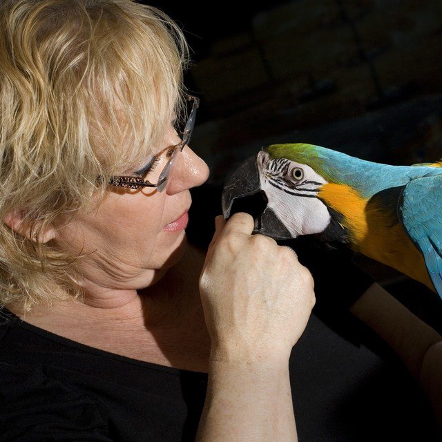 Sorgen Papagei Sorgen Papagei