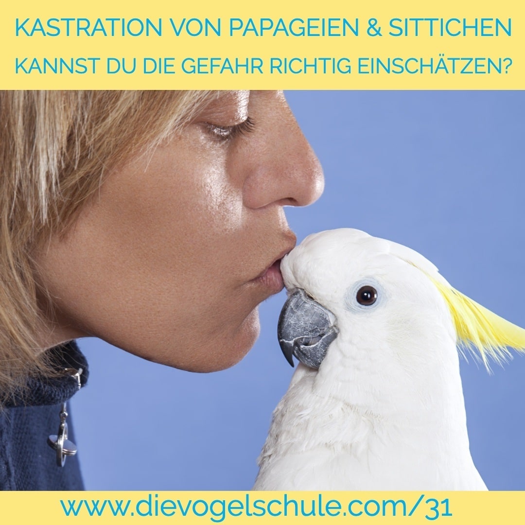 Kastration von Papageien & Sittichen WP Kastration von Papageien & Sittichen
