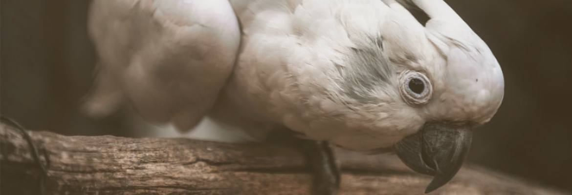 Bissiger Kakadu WP Bissiger Kakadu WP