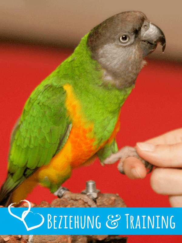 clickertraining Beziehung & Training Online-Kurs clickertraining Beziehung & Training Online-Kurs