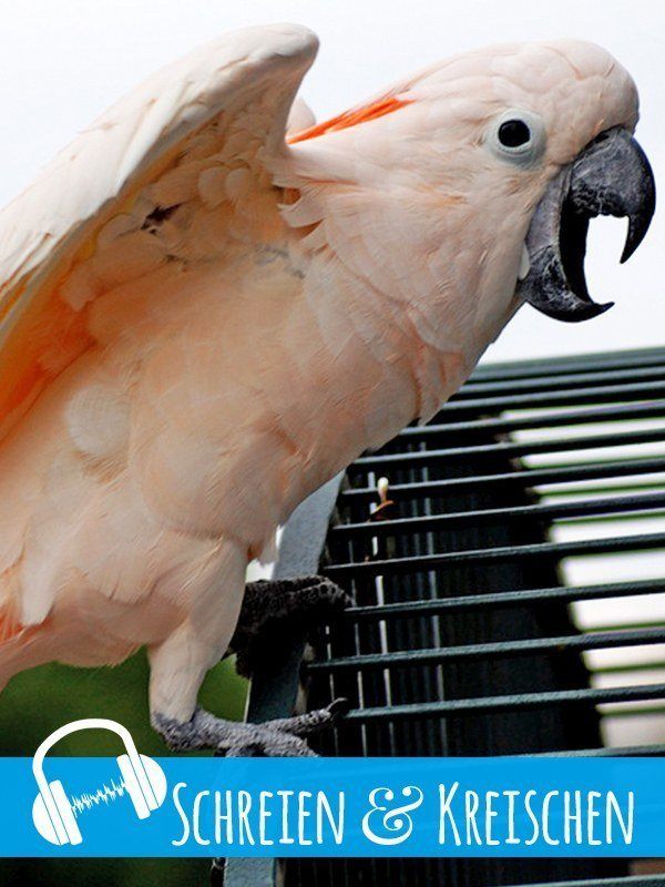 Schreien & Kreischen Divis