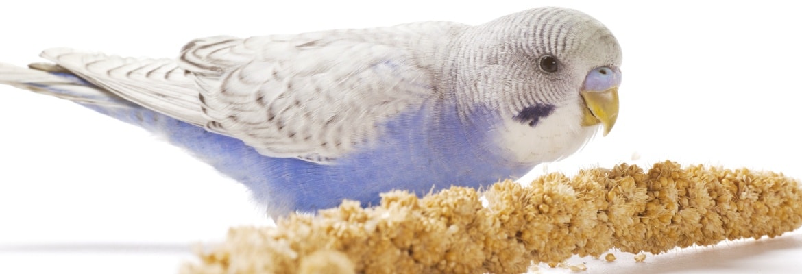 Wellensittich Krankheiten WP Wellensittich Krankheiten WP