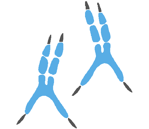 Grundkurs Papageien & Sittiche