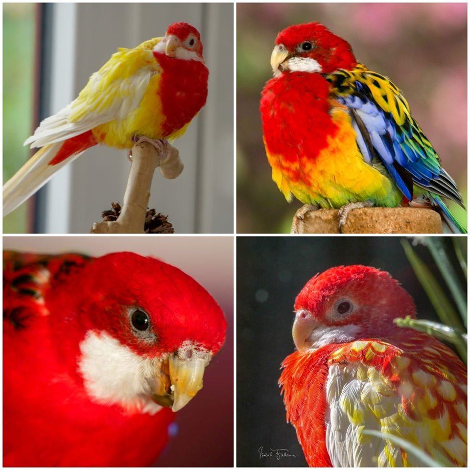 Isabel-Fülle-Avatar