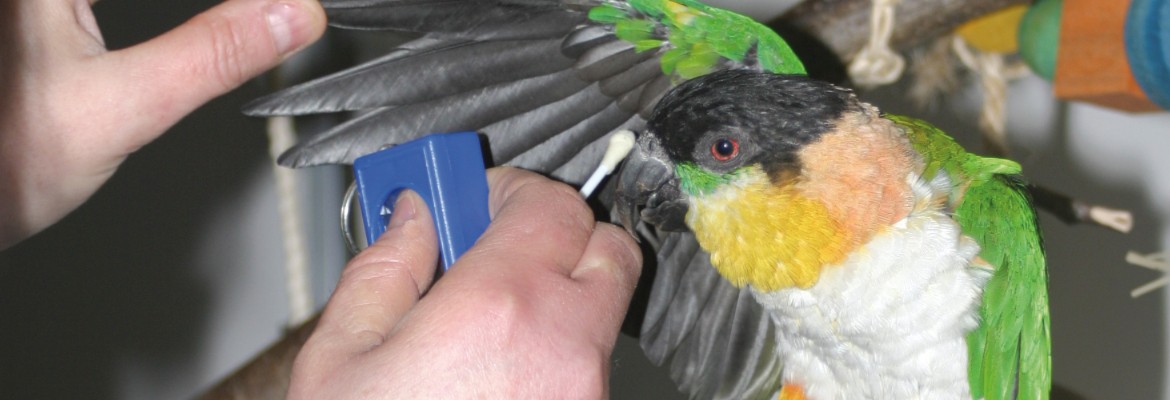 Medical Training für Papageien & Sittiche WP Medical Training für Papageien & Sittiche WP