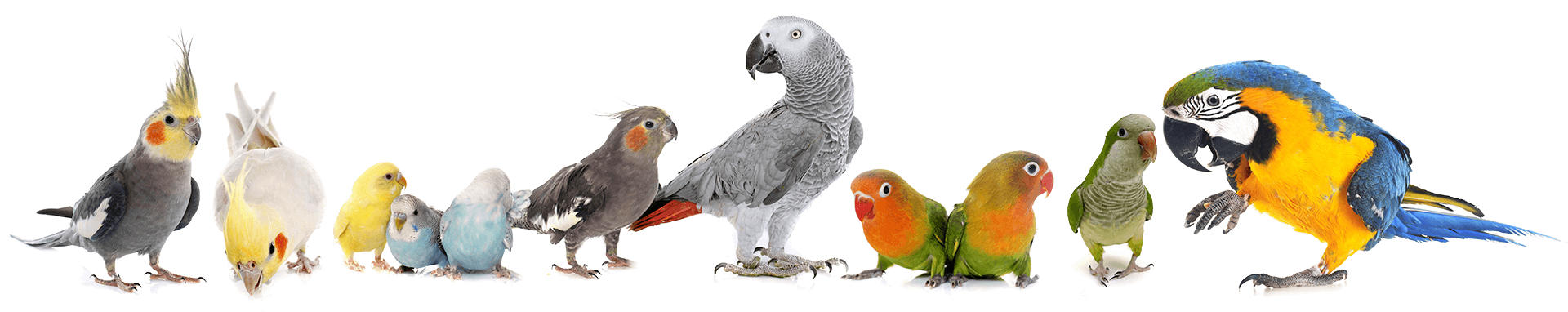 Papageien-Sittiche-Composite