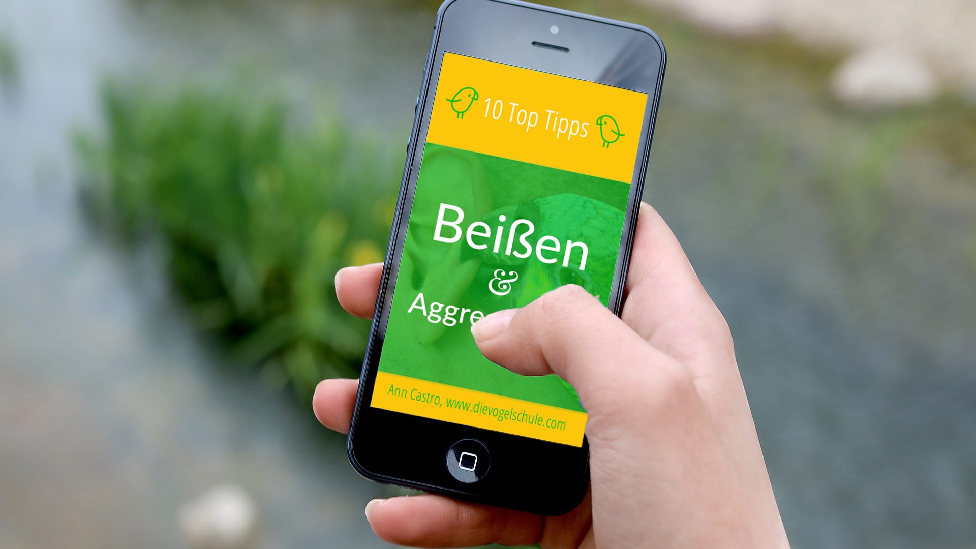 Papagei beißen abgewöhnen - top Tipps Papagei beißen abgewöhnen - top Tipps