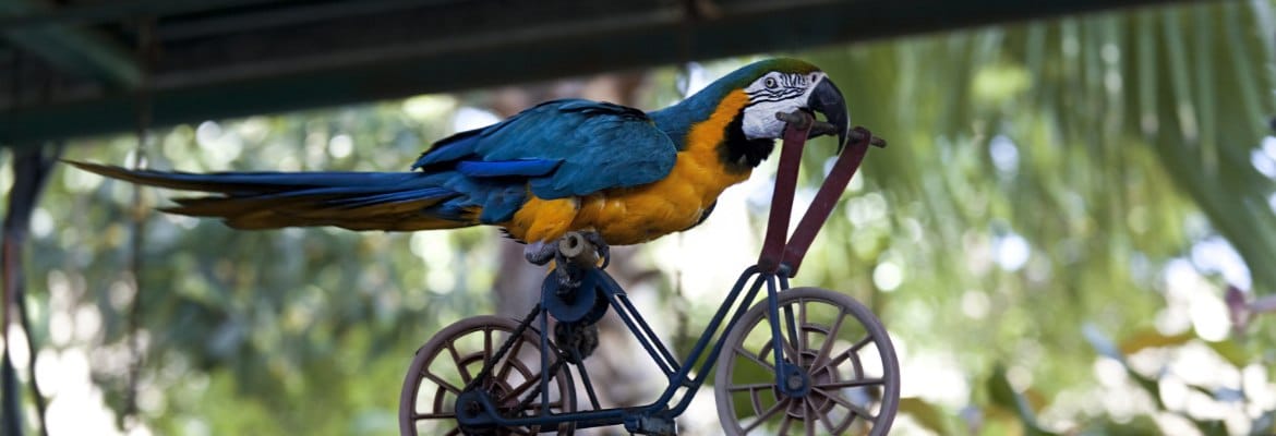 Clickertraining Missverständnisse - Ara Fahrrad