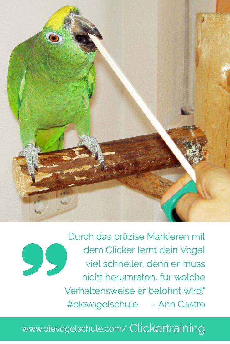 Clickertraining Amazone Clickertraining Amazone