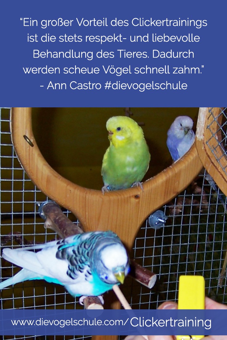 Clickertraining Wellensittiche Clickertraining Wellensittiche