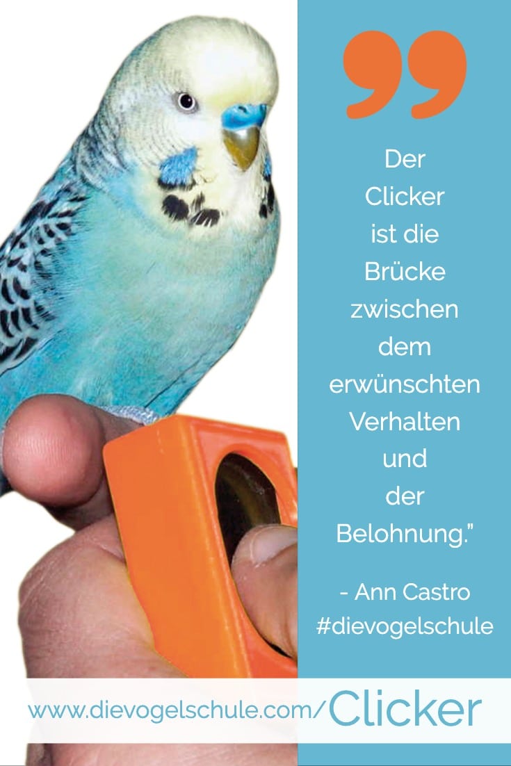 Clickertraining für Papageien & Sittiche Wellensittich